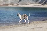 WHIPPET 225